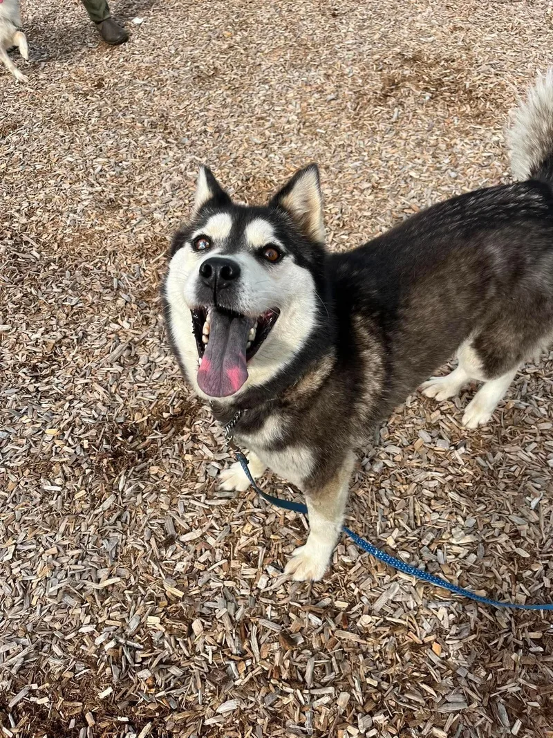 An adult medium-sized female Black Husky dog named Tala for adoption in Elyria, OH