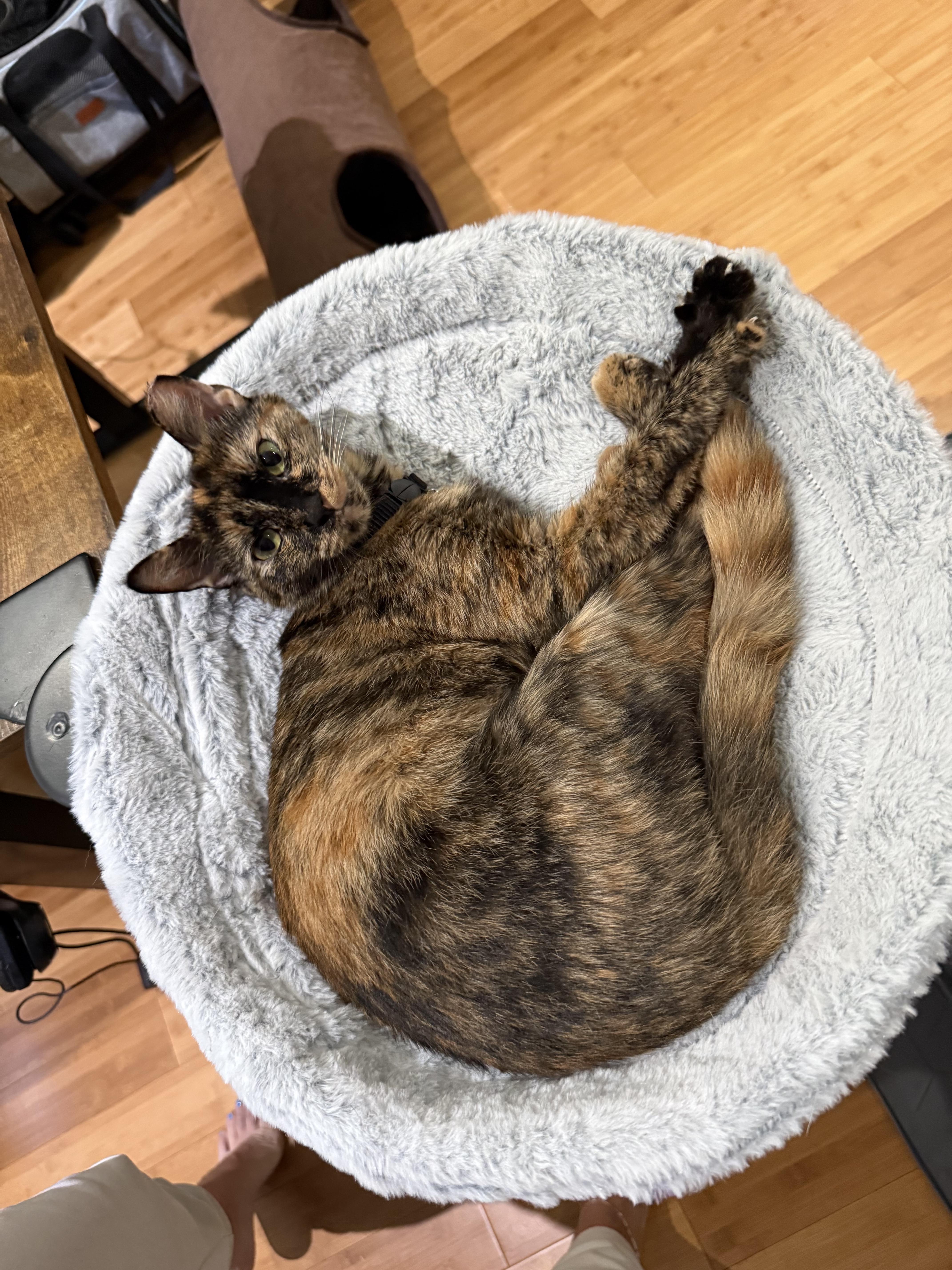 A young medium-sized female American Shorthair cat named Poppy for adoption in Fredericksburg, VA