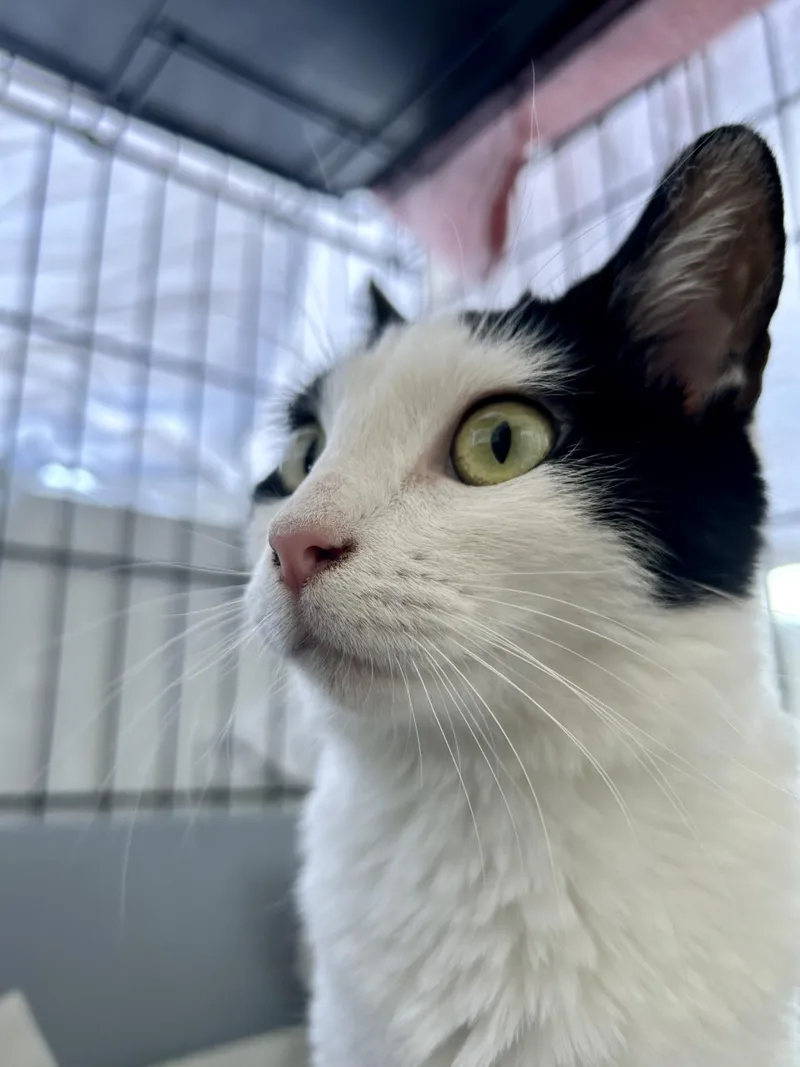 A baby small-sized female Domestic Short Hair cat named Pearl Krabs for adoption in La Jolla, CA