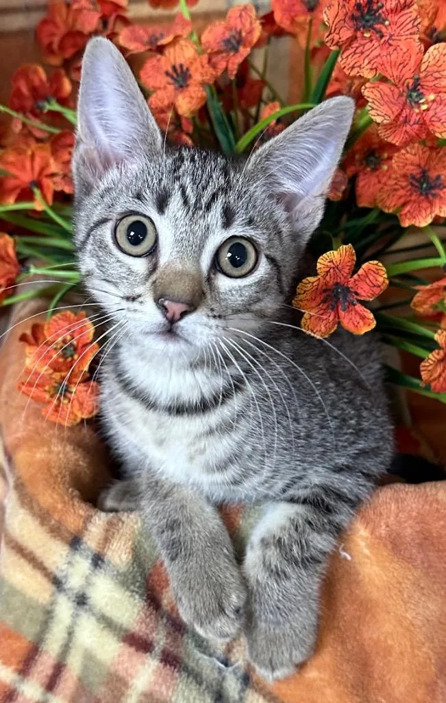 A baby small-sized female Domestic Short Hair cat named Maya for adoption in Stillwater, OK