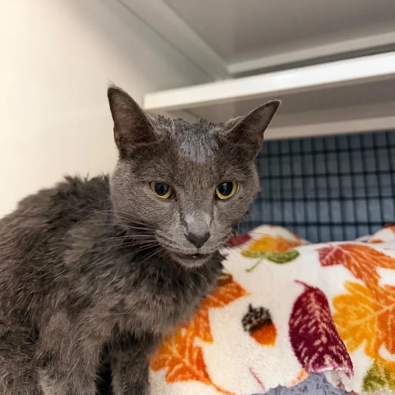 An adult small-sized female Gray / Blue / Silver Domestic Short Hair cat named Jane for adoption in Ruckersville, VA
