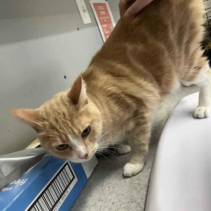 An adult large-sized male Orange / Red Domestic Short Hair cat named Astro for adoption in Spokane, WA