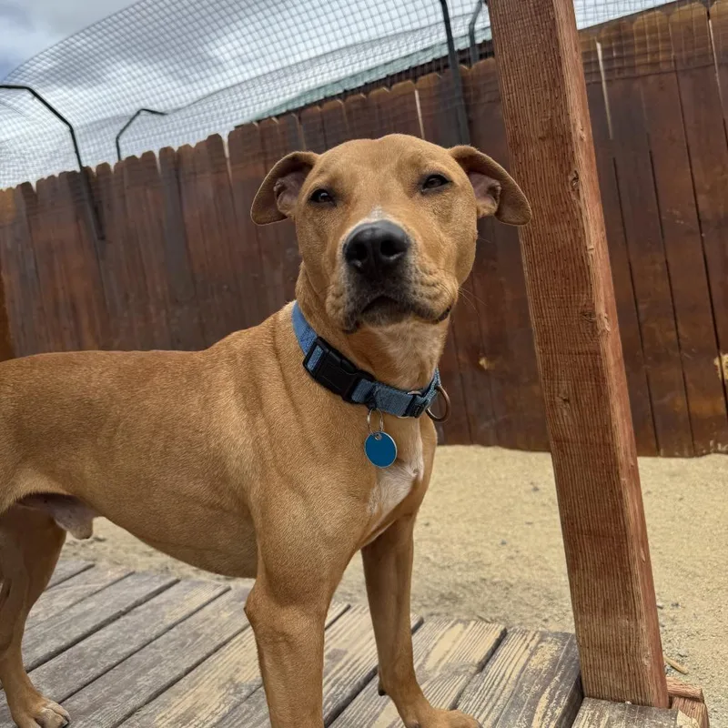 An adult small-sized male Brown / Chocolate Pit Bull Terrier dog named Axel for adoption in Stagecoach, NV