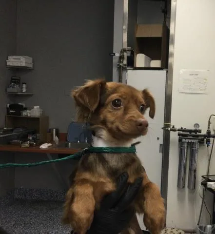 An adult small-sized female Chihuahua dog named Rose for adoption in Thousand Palms, CA
