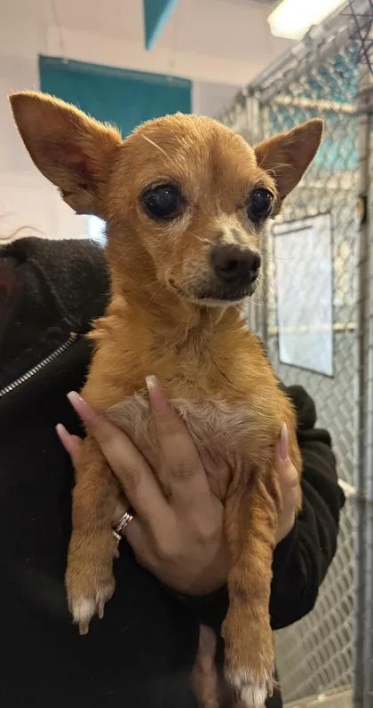 A senior small-sized female Chihuahua dog named Poppy for adoption in Roseville, CA