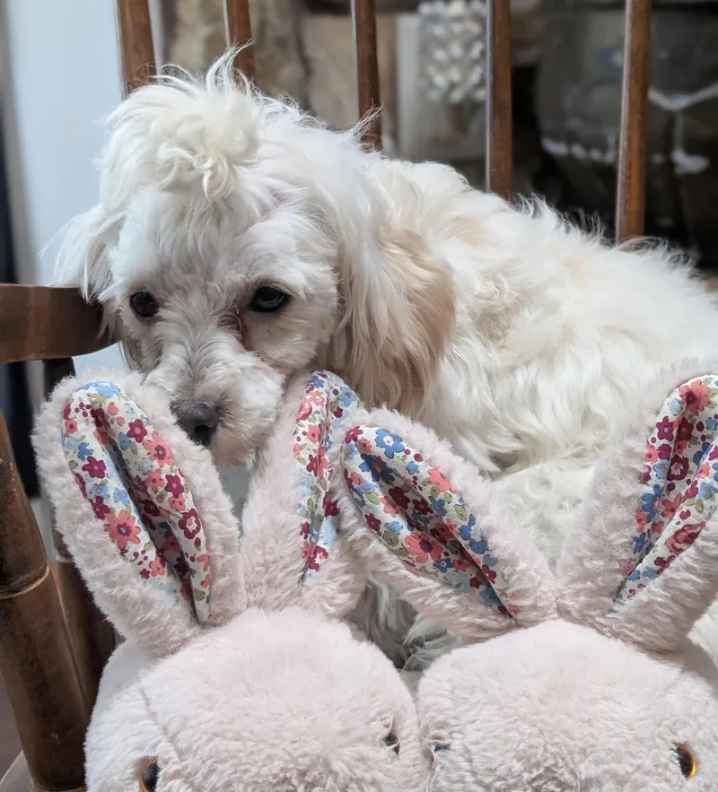 A young small-sized female White / Cream Yorkie Poo dog named Lila for adoption in Sarasota, FL