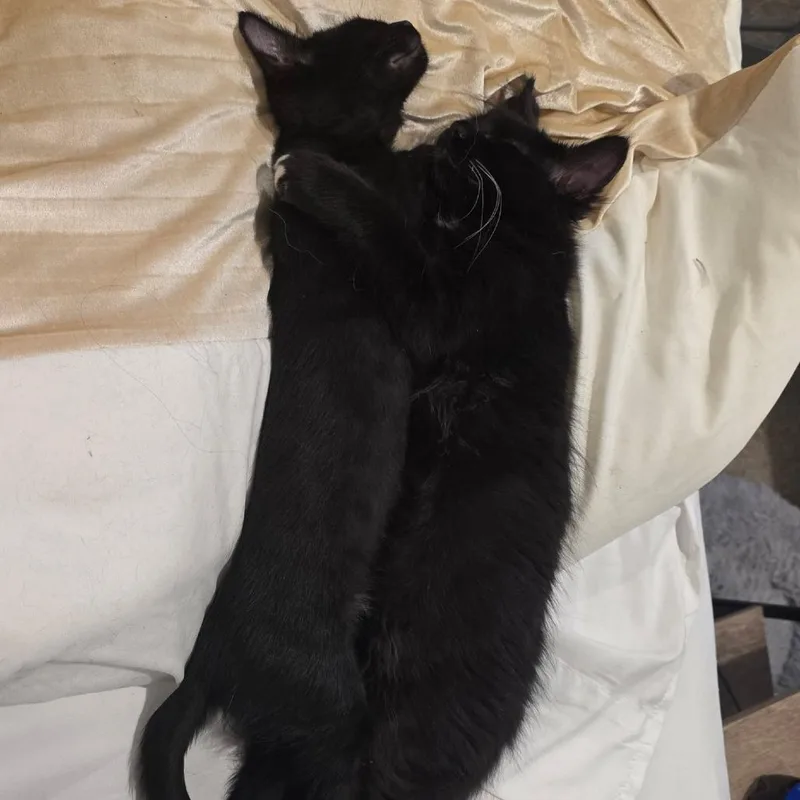 A baby small-sized female Black Domestic Short Hair cat named Honda for adoption in Layton, UT