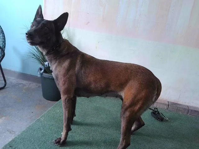 An adult large-sized female Belgian Shepherd / Malinois dog named Nutmeg for adoption in Baldwin Park, CA