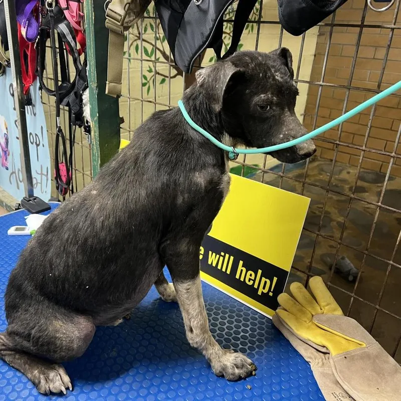 An adult medium-sized male Tricolor (Brown, Black, & White) Mixed Breed dog named Mr. Pfeiffer for adoption in Hartsville , TN