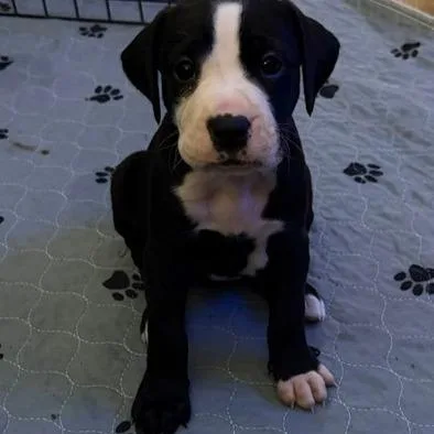 A young large-sized female Black Boxer dog named Millie for adoption in Edwards, IL
