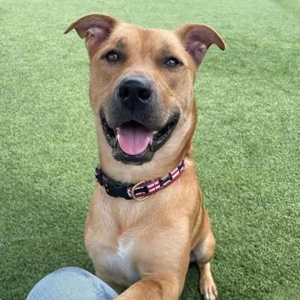 An adult large-sized male Yellow / Tan / Blond / Fawn American Staffordshire Terrier dog named Marvel for adoption in Atlanta, GA