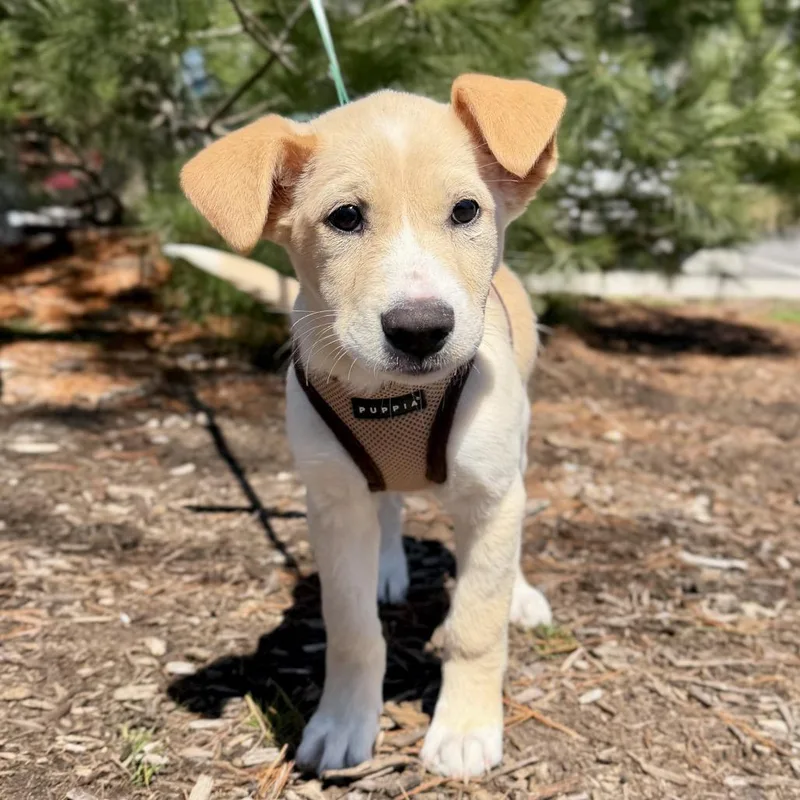 A baby large-sized female White / Cream Labrador Retriever dog named Nebula for adoption in East Hampton, NY