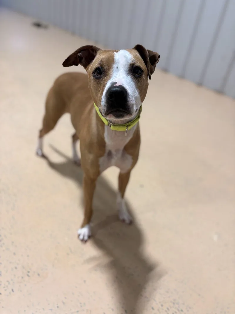 A young medium-sized female Mixed Breed dog named Ellie for adoption in Pembroke, MA