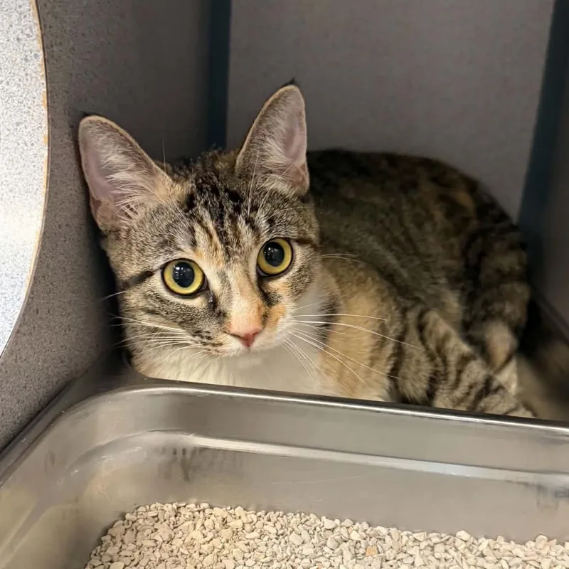 An adult medium-sized female Dilute Tortoiseshell Domestic Short Hair cat named Thumbelina for adoption in Canon City, CO