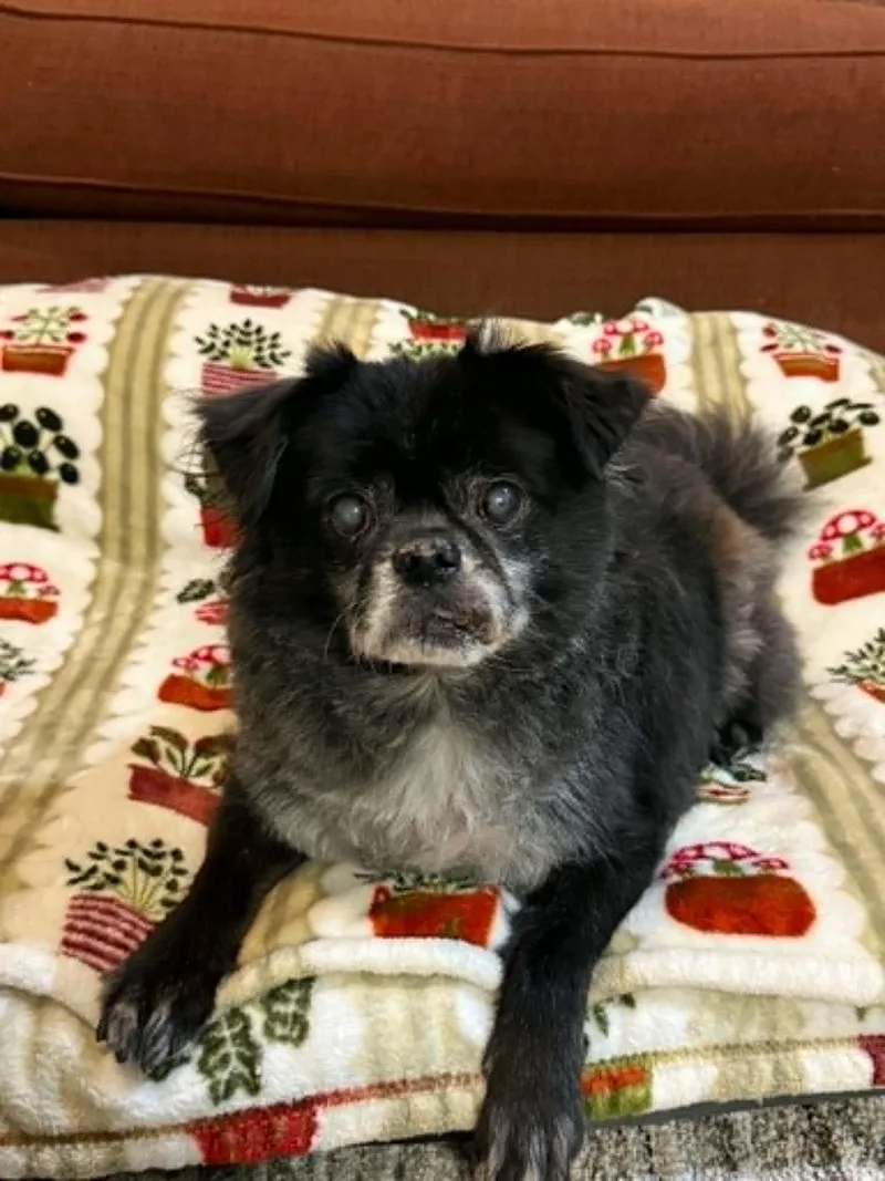 A senior small-sized male Pug dog named Graypaw for adoption in Port Clinton, OH