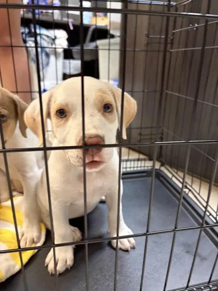 A baby small-sized female Hound dog named Kayda for adoption in Mobile, AL