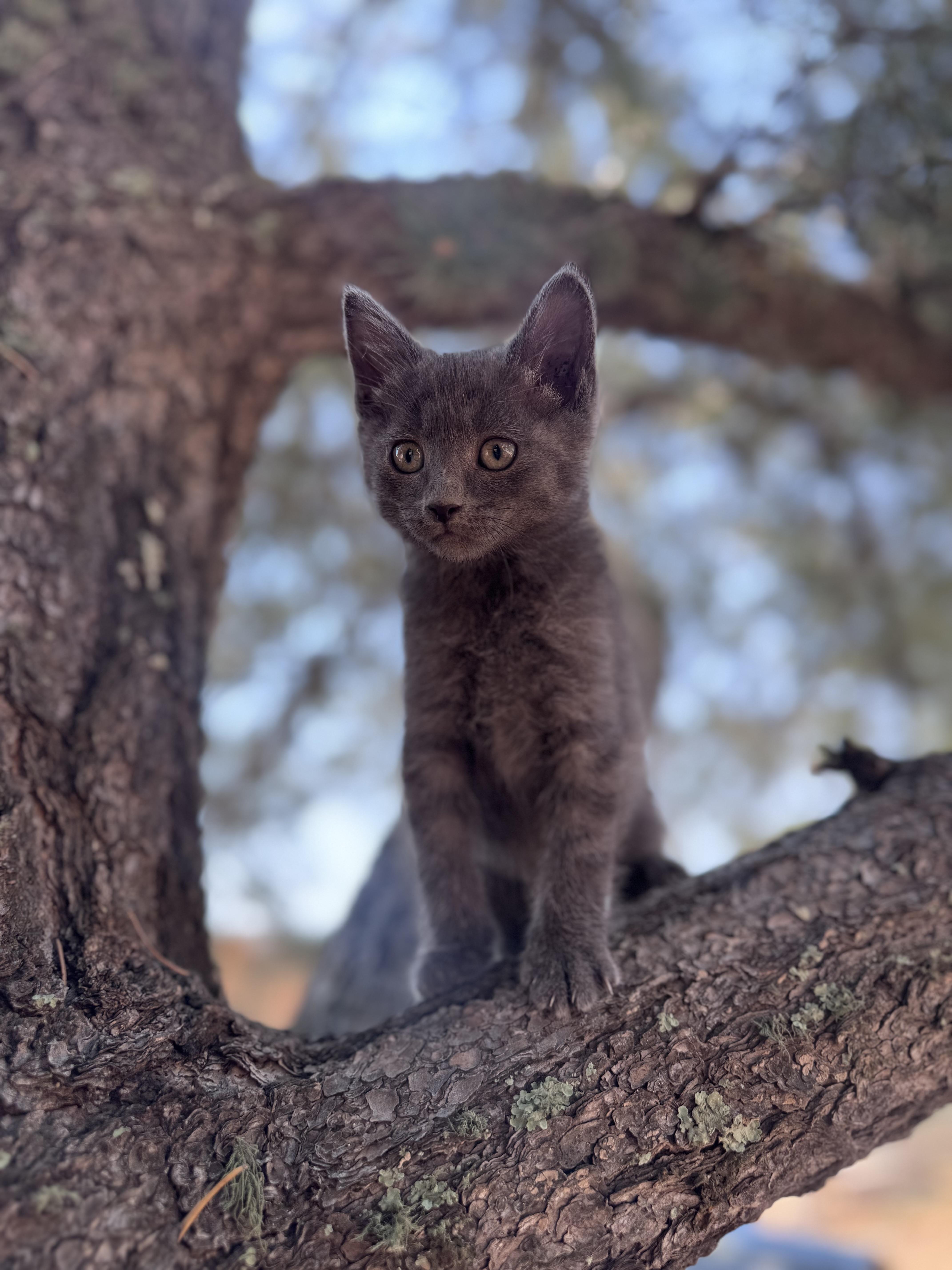 A baby small-sized male Domestic Short Hair cat named Squirrel for adoption in Carson, NM