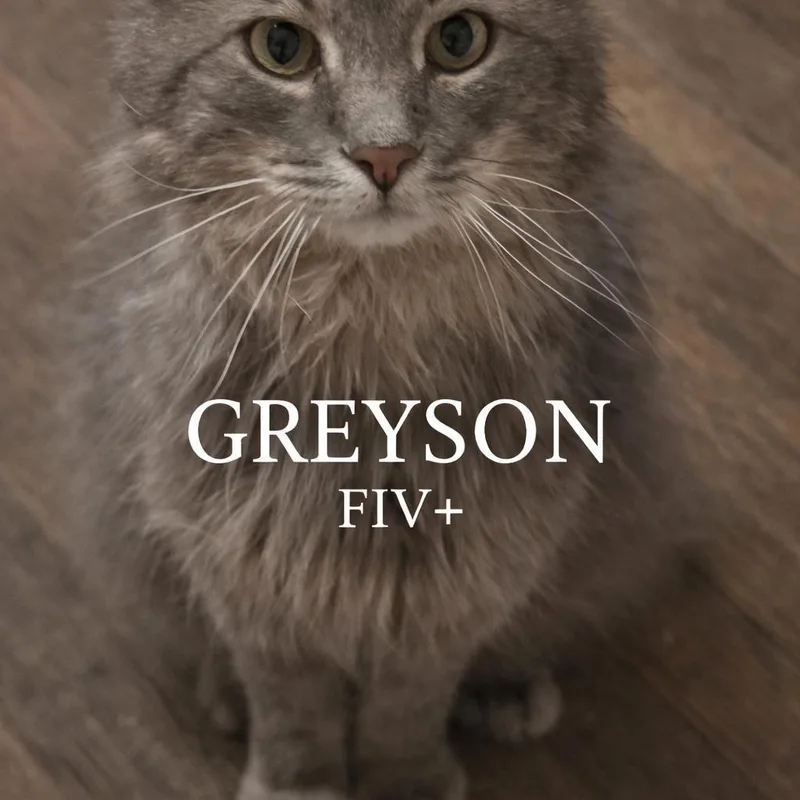 An adult small-sized male Gray / Blue / Silver Domestic Long Hair cat named Greyson for adoption in Lancaster, OH