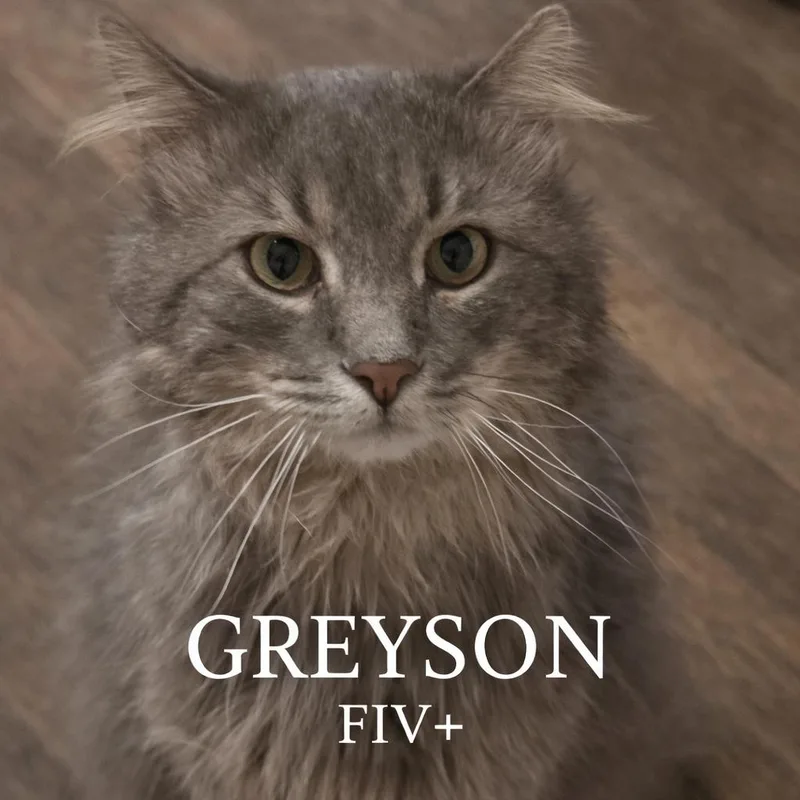 Greyson thumbnail 2