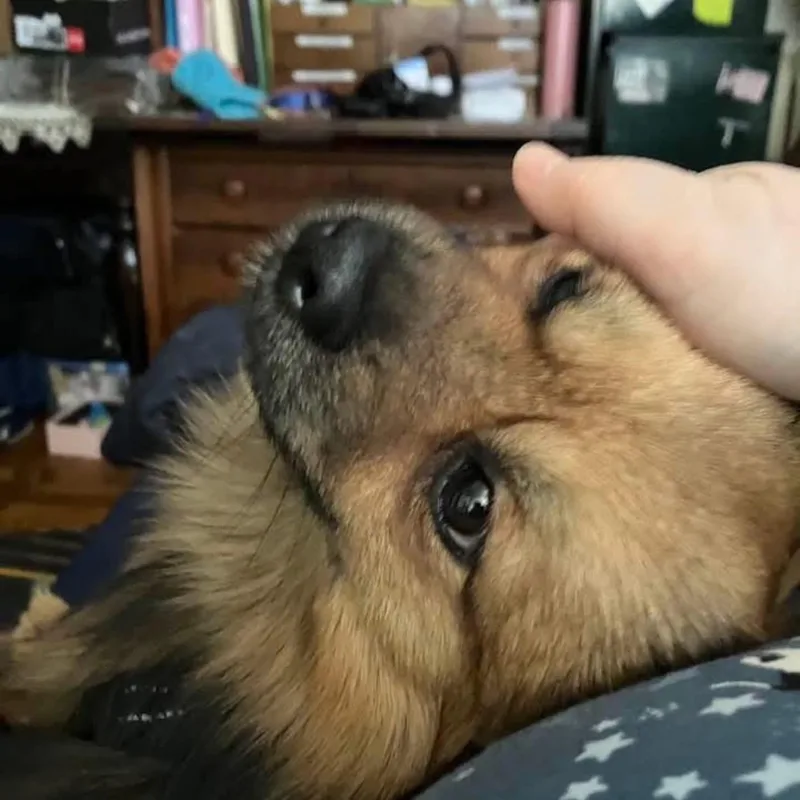 Tiramisu thumbnail 2