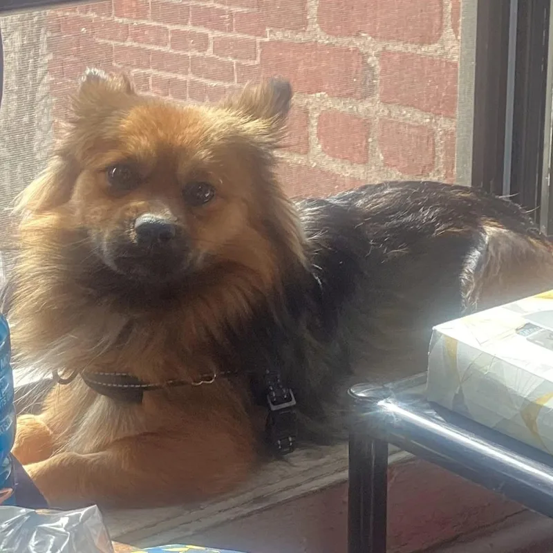 Tiramisu thumbnail 3