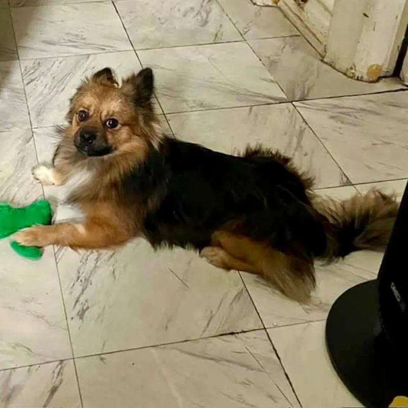 Tiramisu thumbnail 4