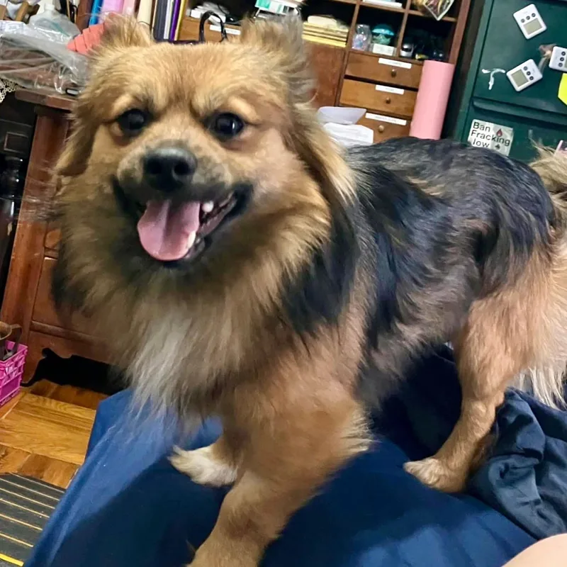 An adult small-sized male Pekingese dog named Tiramisu for adoption in New York, NY