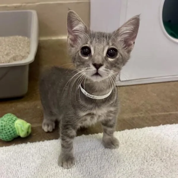 A baby small-sized male Domestic Short Hair cat named Keone for adoption in Walnut Creek, CA