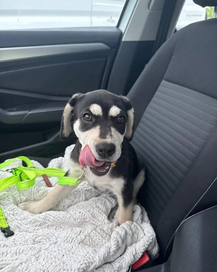 A baby medium-sized female Labrador Retriever dog named Deliliah for adoption in Saint Petersburg, FL