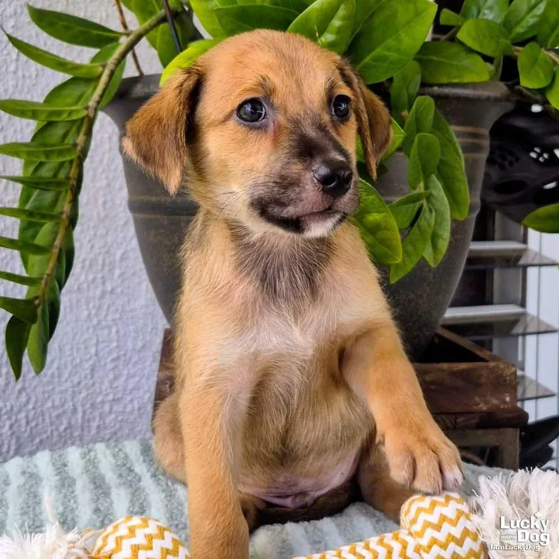 A baby medium-sized male Dachshund dog named Oslo for adoption in Washington, DC