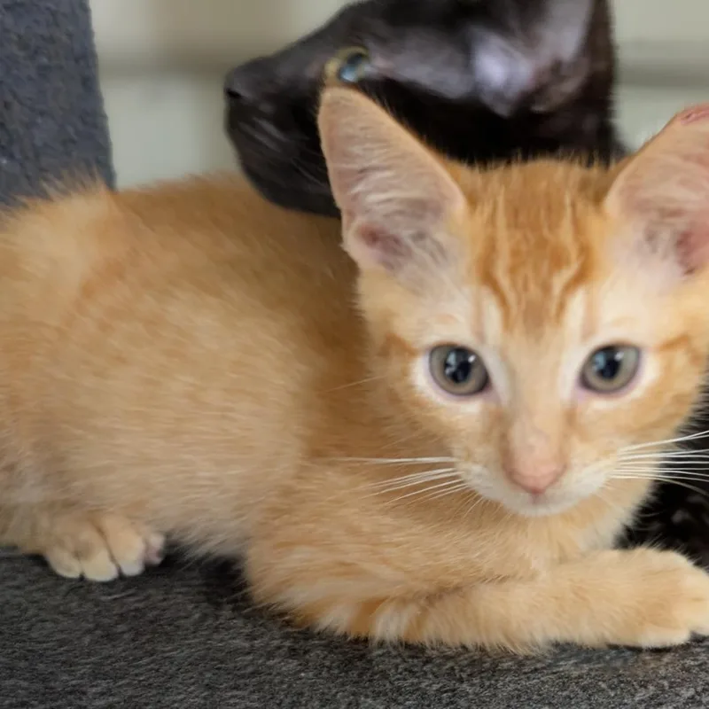 A baby small-sized male Orange / Red Domestic Short Hair cat named Chance for adoption in Volcano, HI