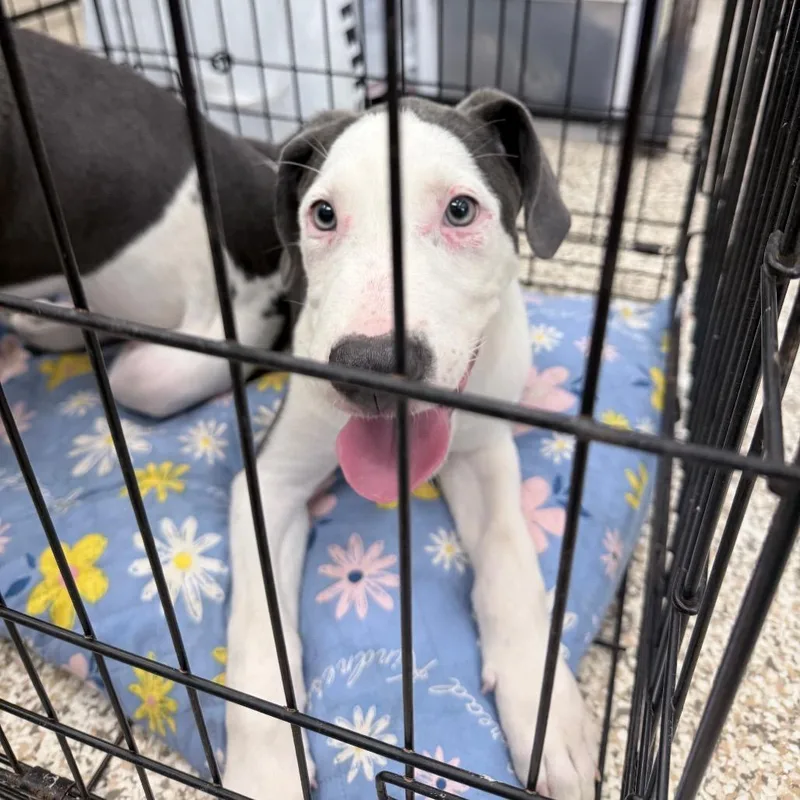 A baby medium-sized male Gray / Blue / Silver Mixed Breed dog named Benelli for adoption in Auburn, AL