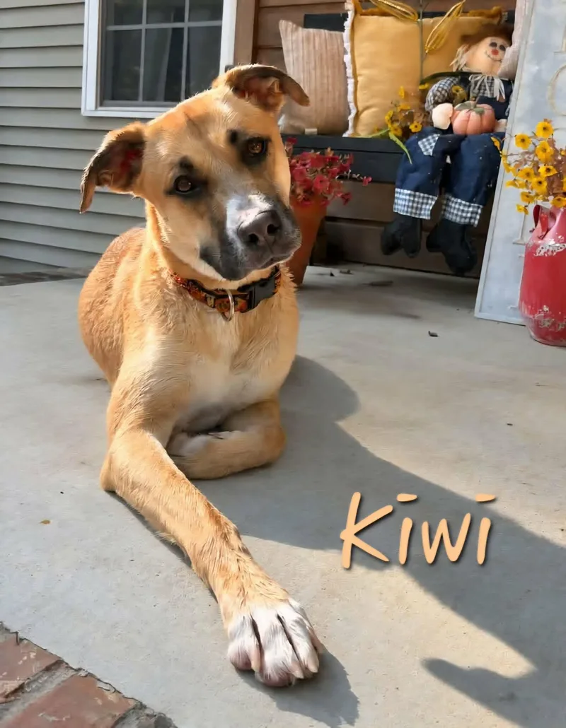 Kiwi