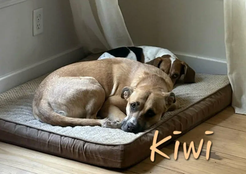 Kiwi thumbnail 2