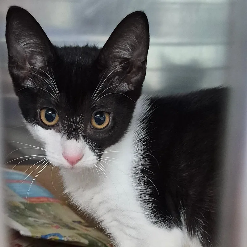A baby small-sized female Domestic Short Hair cat named Heart for adoption in Vieques, PR