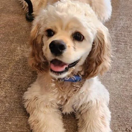 A baby small-sized male Yellow / Tan / Blond / Fawn Cocker Spaniel dog named Enzo C for adoption in Parker, CO