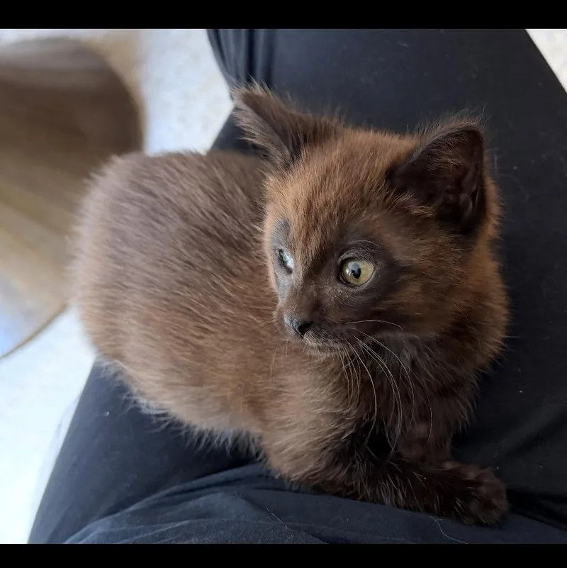 A baby small-sized male Brown / Chocolate Domestic Short Hair cat named Little Bear for adoption in Rochester Hills, MI