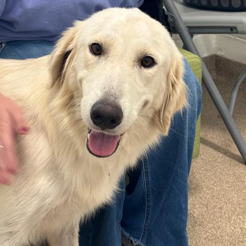 An adult large-sized female Yellow / Tan / Blond / Fawn Golden Retriever dog named Dallas for adoption in League City, TX