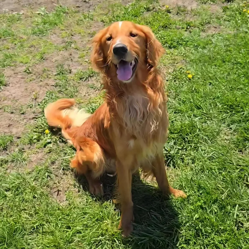 Cedar thumbnail 3