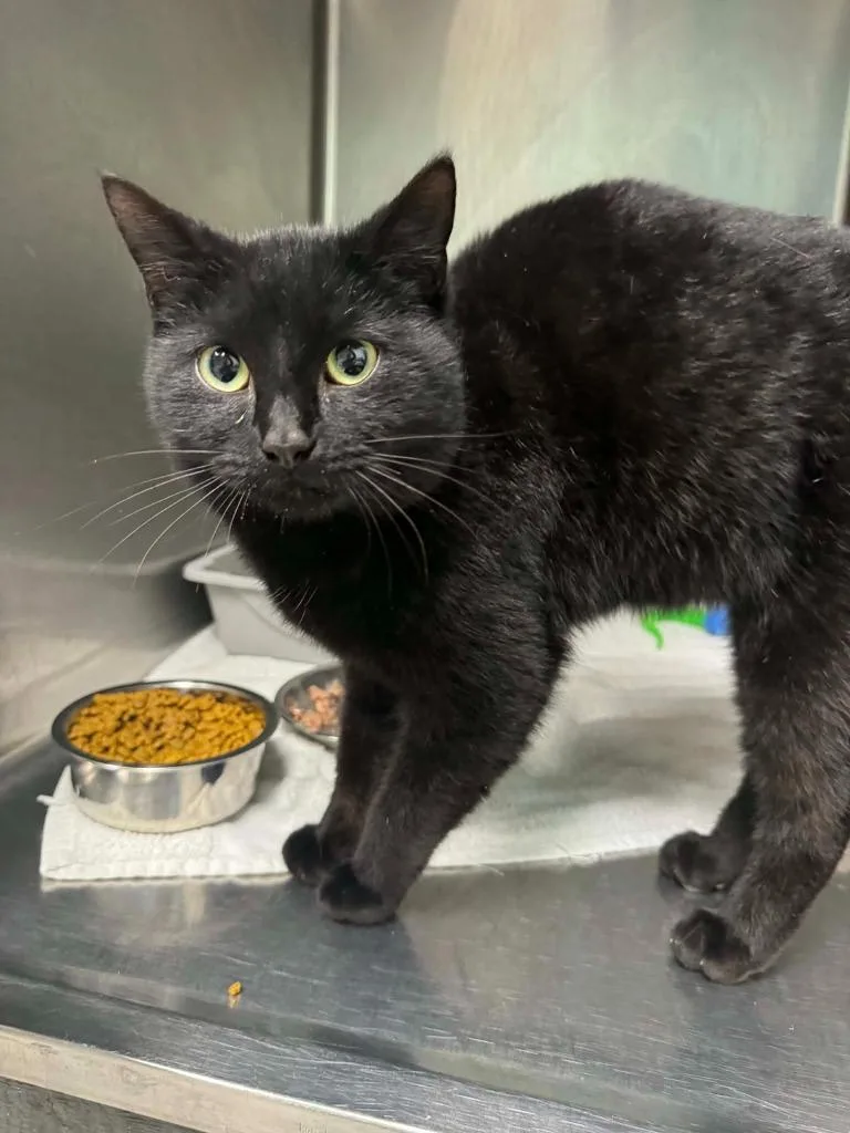 A young medium-sized male Domestic Short Hair cat named Beezlebub for adoption in Marion, OH