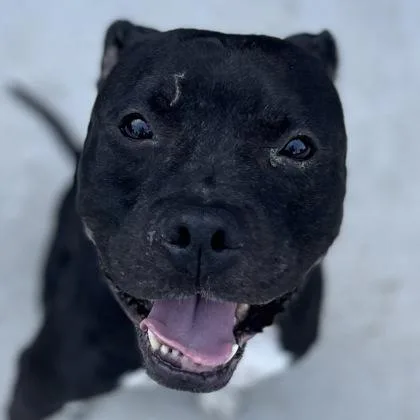 A young large-sized male Mixed Breed dog named Bowser for adoption in Janesville, WI