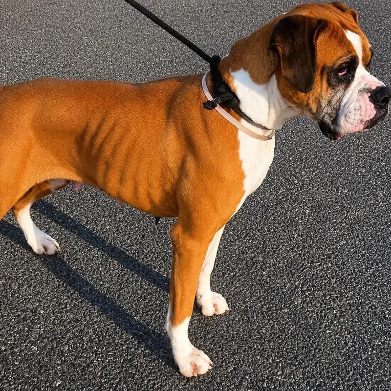 An adult small-sized female Boxer dog named Claire for adoption in McMinnville, OR