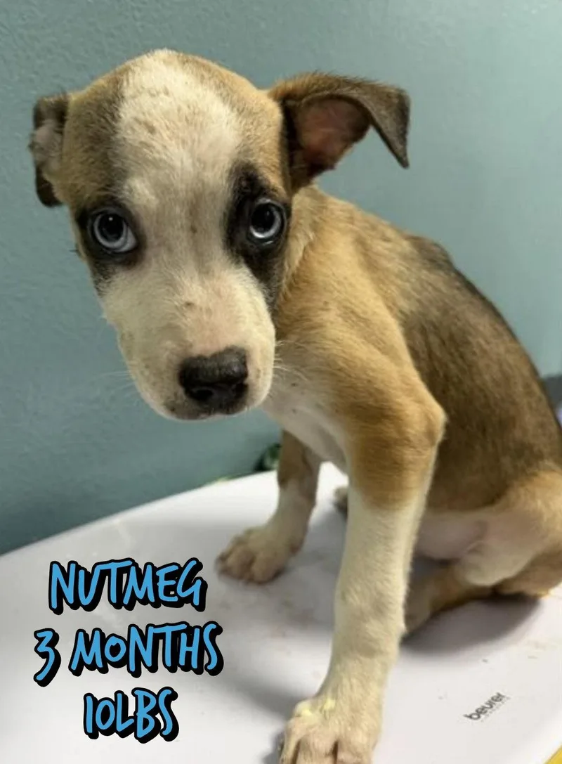 A baby medium-sized male Mixed Breed dog named Nutmeg for adoption in Holbrook, NY