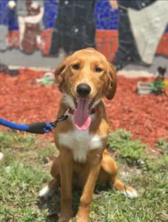 A young large-sized male Irish Setter dog named Salmon for adoption in Miami, FL