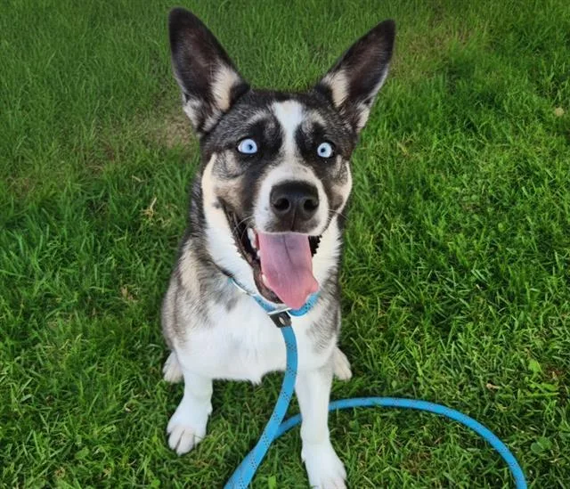 A young medium-sized female Husky dog named Avon for adoption in Albuquerque, NM
