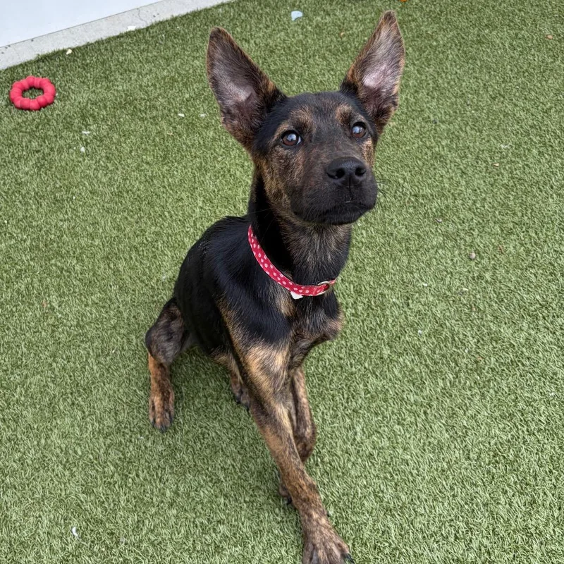 A young small-sized female Black Shepherd dog named Narene for adoption in Binghamton, NY
