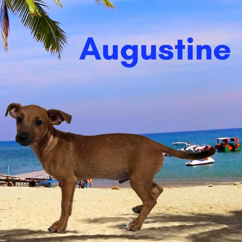 A baby small-sized male Red / Chestnut / Orange Mixed Breed dog named Augustine for adoption in Joliet, IL