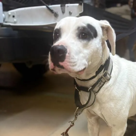 A young medium-sized male White / Cream Mixed Breed dog named Petey for adoption in Gadsden, AL