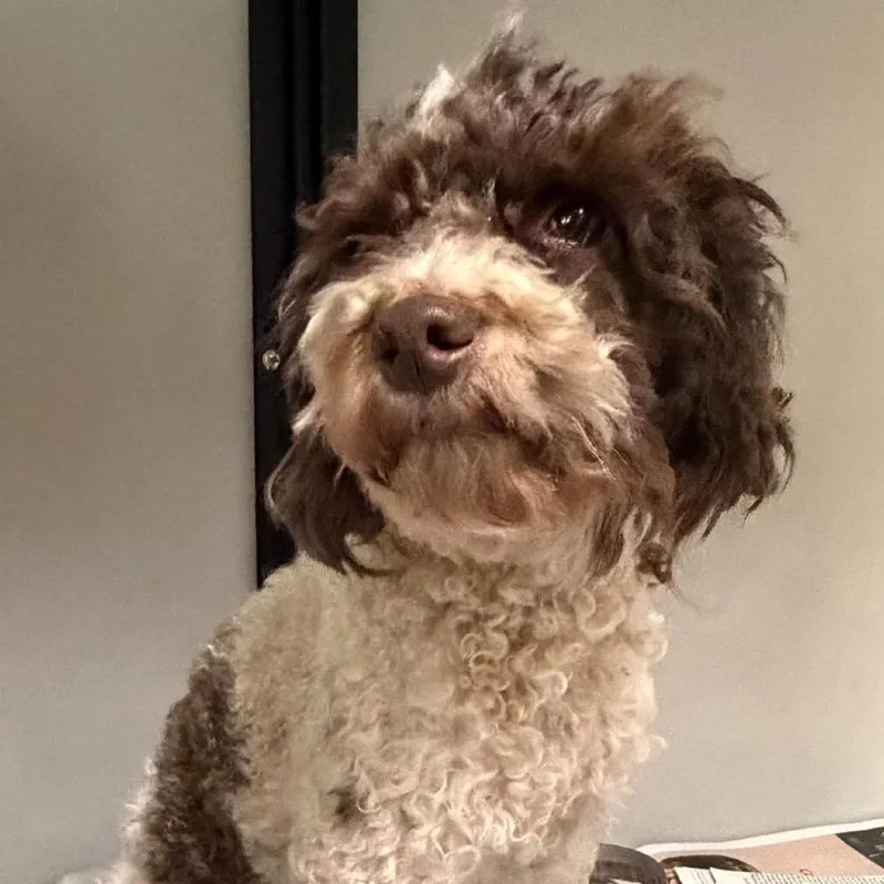 An adult small-sized female White / Cream Miniature Poodle dog named Meisha for adoption in Washington, DC