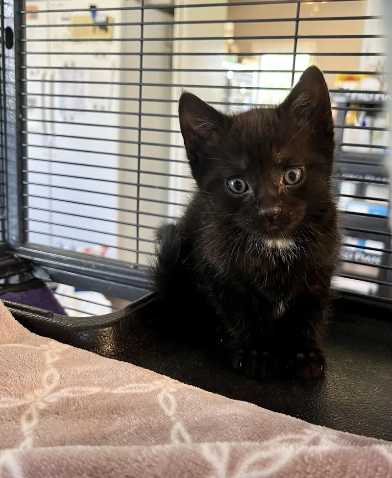 A baby medium-sized male Black Domestic Short Hair cat named Brennan for adoption in Seville, OH